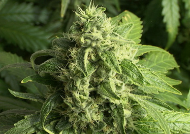 big bud cannabis seeds