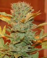 caramelicious cannabis