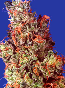 caramelicious cannabis seeds