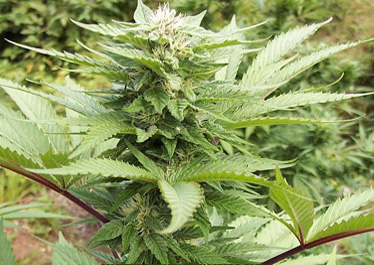dutch dope cannabis seeds