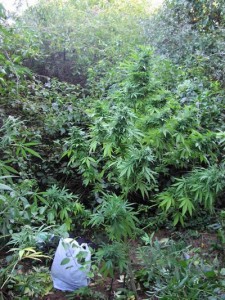 Cultivation Of Cannabis