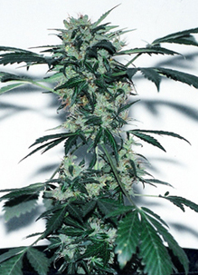lowryder automatic cannabis