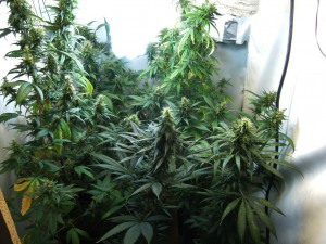 indoor marijuana growing