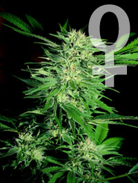 big bud feminized cannabis seeds
