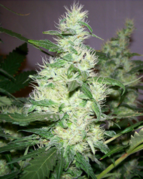 white widow marijuana seeds