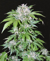 auto-flowering ak74 feminized cannabis seeds