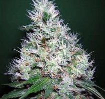 Bubblegum buble gum serious seeds cannabis
