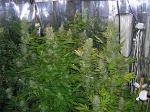 ak47-serious-seeds-indoors ak47 serious seeds indoors
