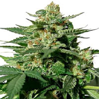 bubblegum200x200 serious seeds bublegum cannabis