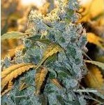 chronic cannabis serious seeds