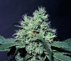 dutch dragon paradise seeds