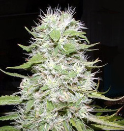 Blue Hawaiian Weed
