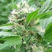 mabic bud paradise seeds