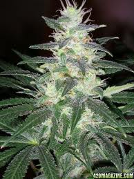 sensi star paradise seeds