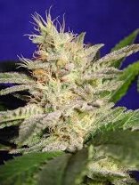 paradise cannabis seeds