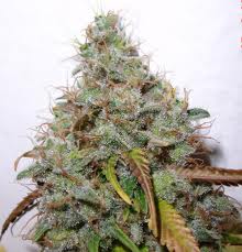 white berry paradise seeds