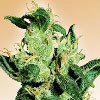 jack herer medical marijuana