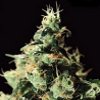 chem dog medical marijuana