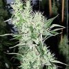 kali mist medical marijuana