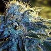 NYC diesel maedical marijuana