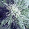 o g kush medical marijuana