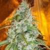 sour diesel medical marijuana