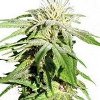 sweet tooth medical marijuana
