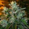 trainwreck medical marijuana