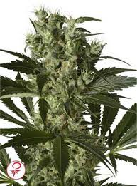 mr nice seeds afghan haze