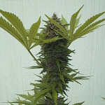 afghan cannabis seeds
