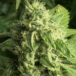 Big Bud cannabis seeds