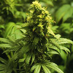 California Skunk cannabis seeds