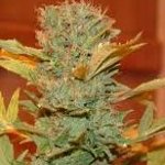 caramelicious marijuana seeds
