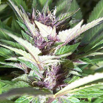 durban poison marijuana seeds