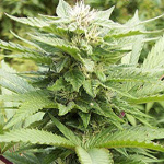 dutch dope cannabis seeds