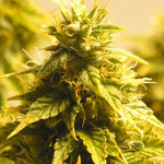 easyryder cannabis seeds