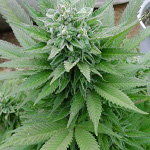 first girl marijuana seeds