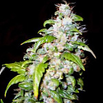 haze sativa marijuana seeds