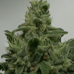 hindu kush cannabis seeds