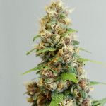 le fruit defendu cannabis seeds