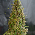 light of jah cannabis seeds
