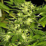 lowryder marijuana seeds