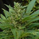 master kush cannabis
