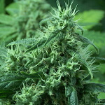 northern lights x big bud marijuana