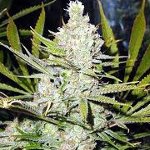 northern lights cannabis seeds