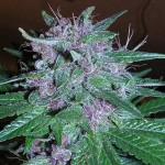 purple power marijuana seeds