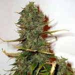 super skunk marijuana seeds