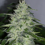 white widow cannabis seeds