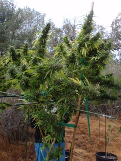 big- bud cannabis outdoor uk