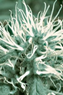 cheese cannabis seeds feminised greenhouse seed co
